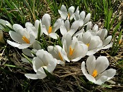 36 Al Monte Campo Crocus vernus bianchi 